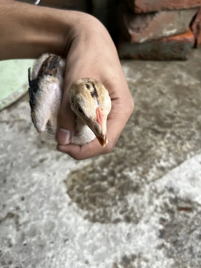 Premium Quality 2 Lakha Chicks and 1 Burmese Chick Available for Sale — photo 7
