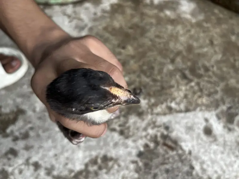 Premium Quality 2 Lakha Chicks and 1 Burmese Chick Available for Sale — photo 8