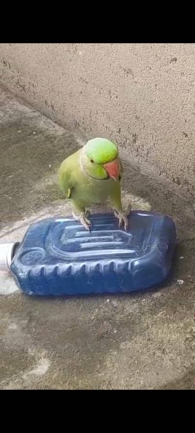 Kashmiri raw parrot