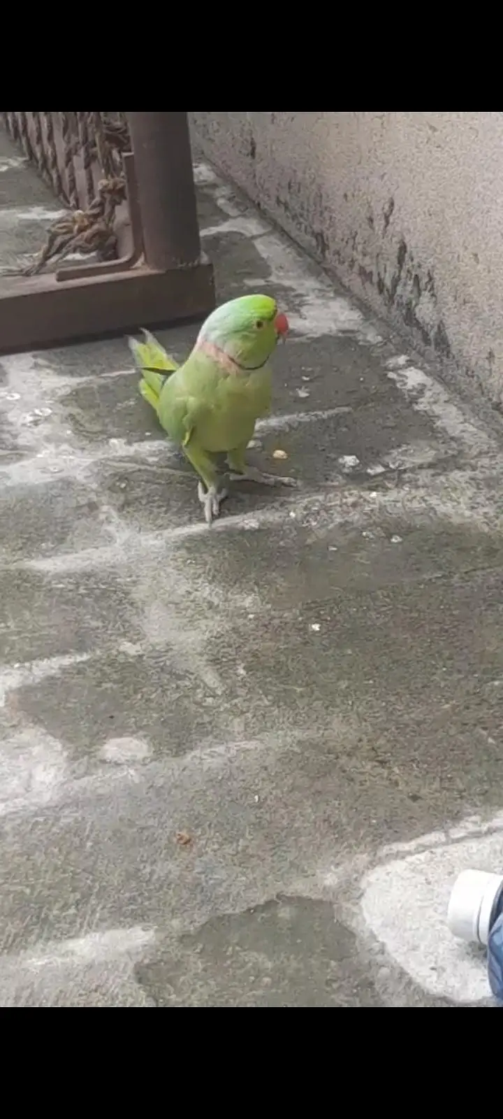 Kashmiri raw parrot — photo 2