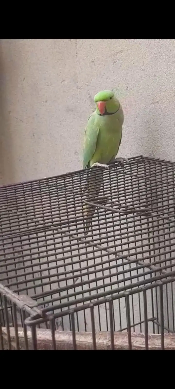 Kashmiri raw parrot — photo 3