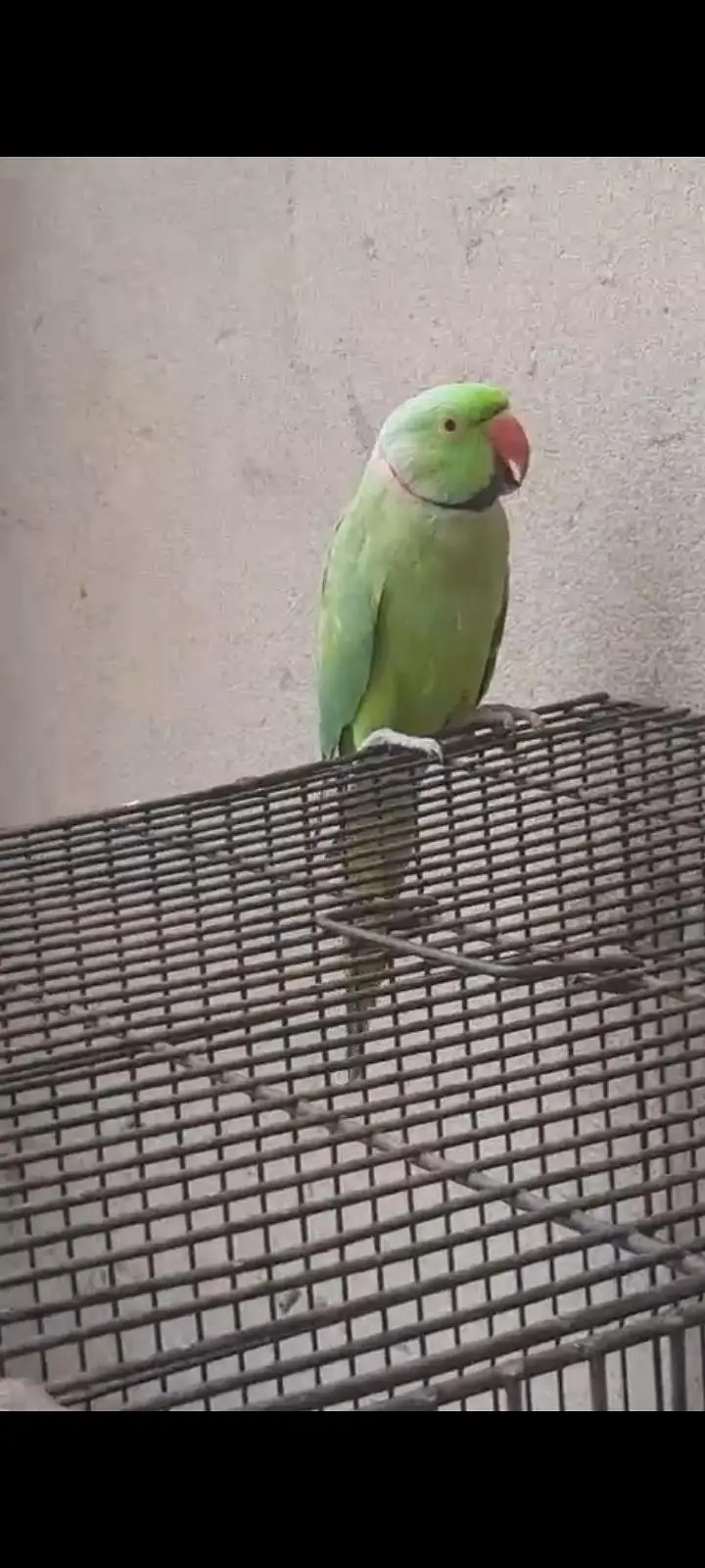 Kashmiri raw parrot — photo 4