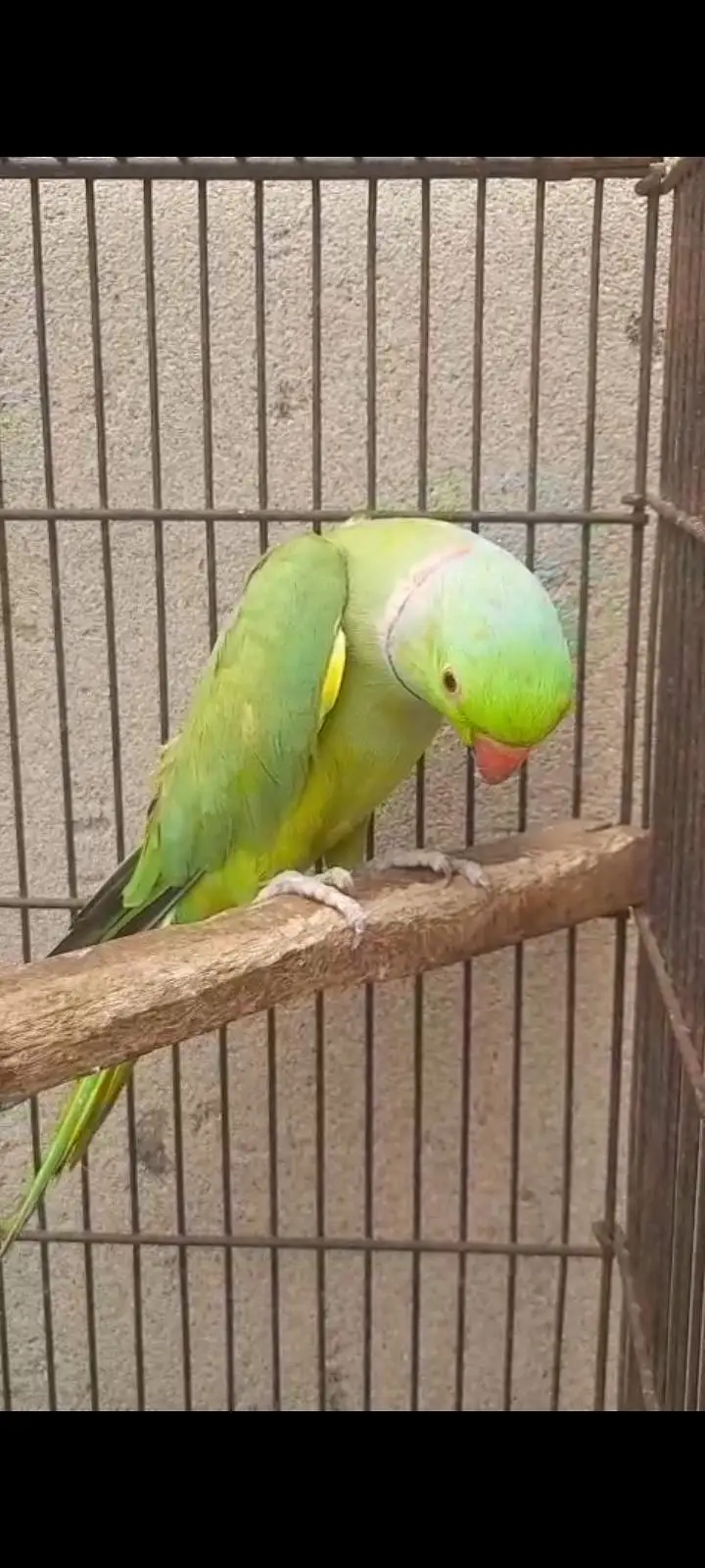 Kashmiri raw parrot — photo 5