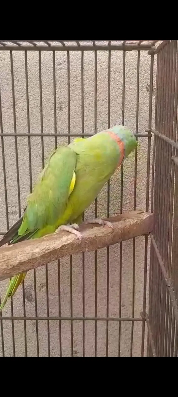 Kashmiri raw parrot — photo 6