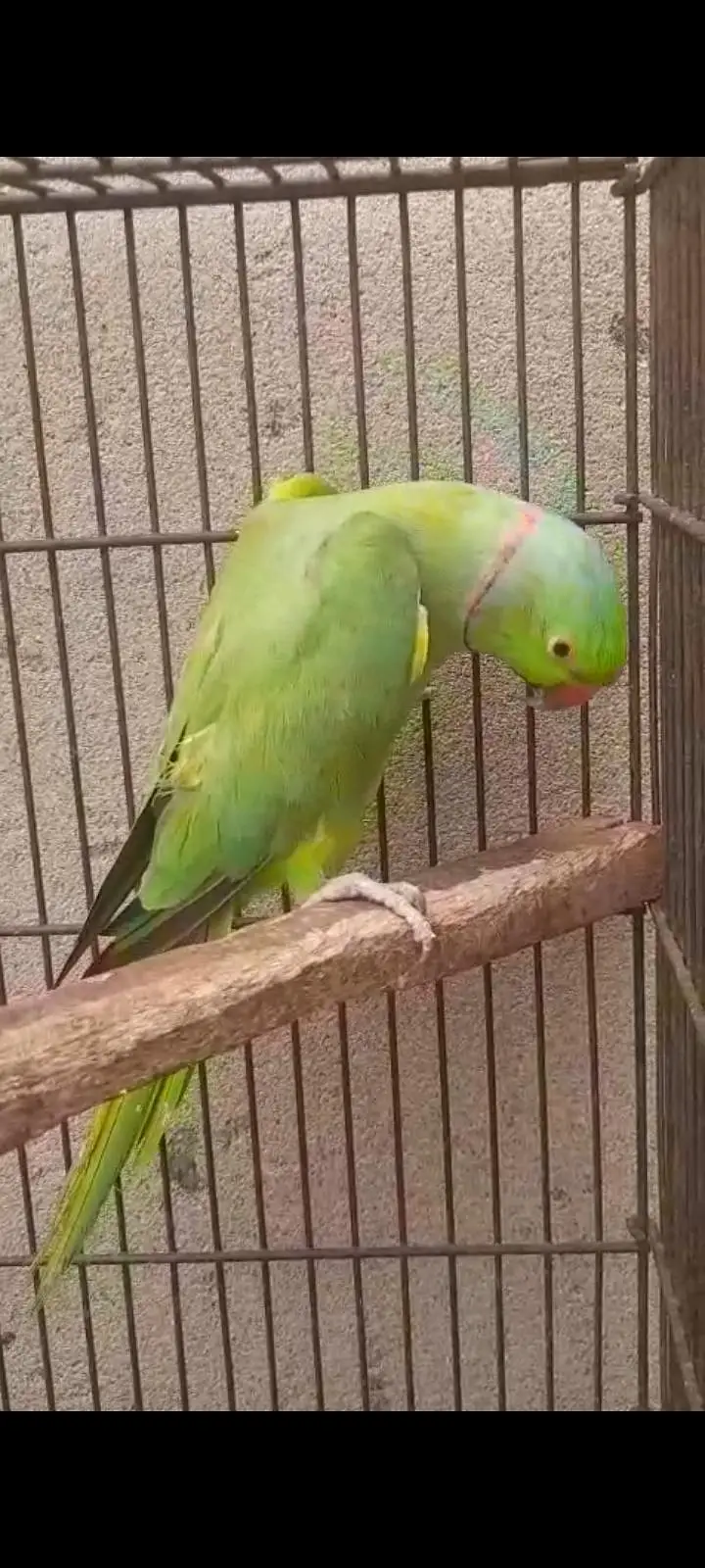 Kashmiri raw parrot — photo 7