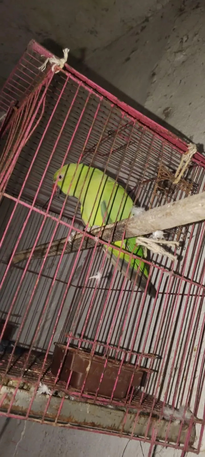 Kashmiri raw parrot — photo 8