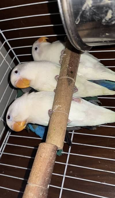 Albino Lover Birds + Rossicolly love birds