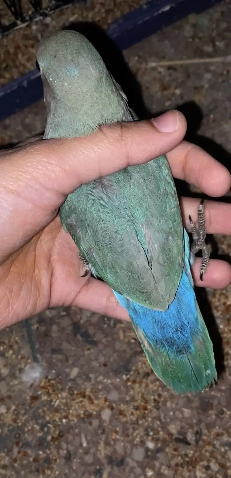 Albino Lover Birds + Rossicolly love birds — photo 2