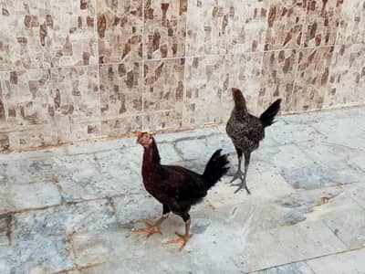 1 male hai 1 female hai 03110828968
