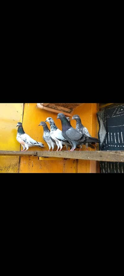 parwazi pigeons