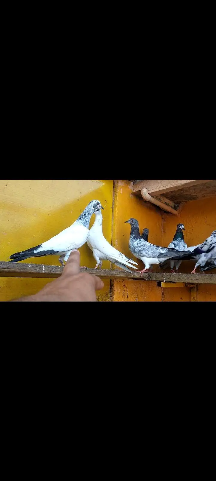 parwazi pigeons — photo 2