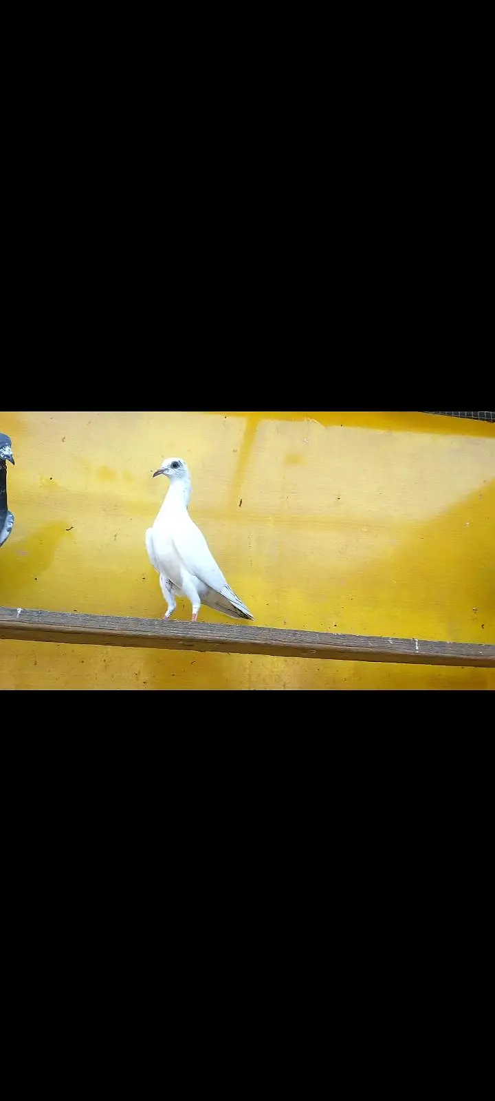 parwazi pigeons — photo 3