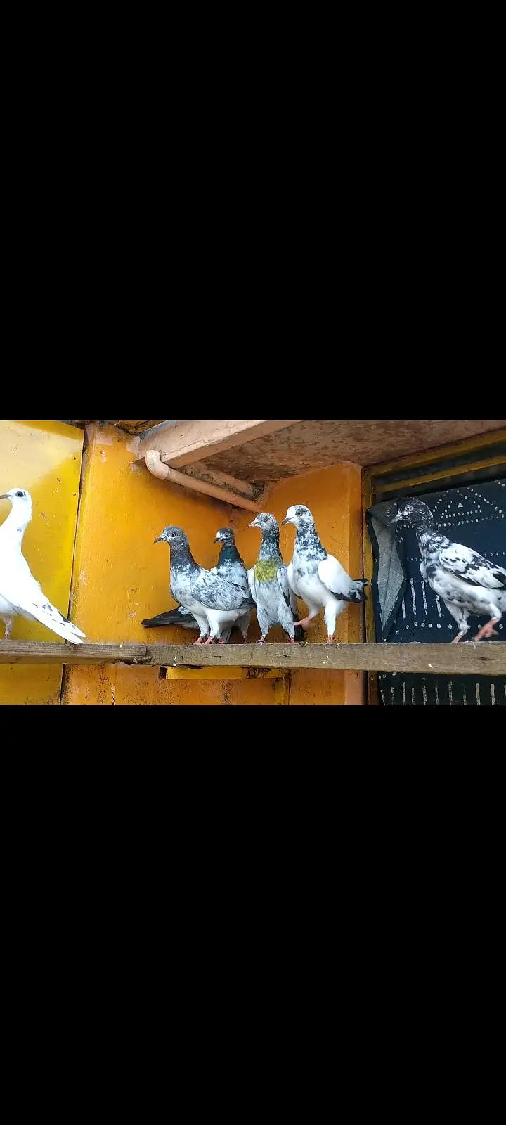 parwazi pigeons — photo 4