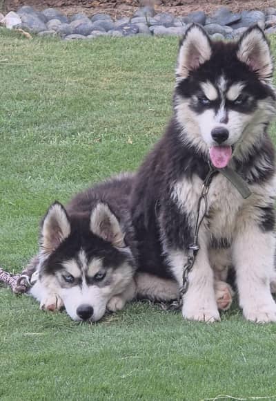 Male Pupps Husky Pure (Non Ped]