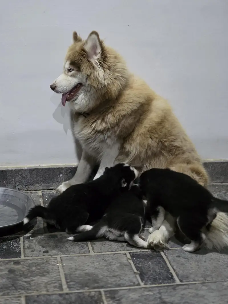 Male Pupps Husky Pure (Non Ped] — photo 2