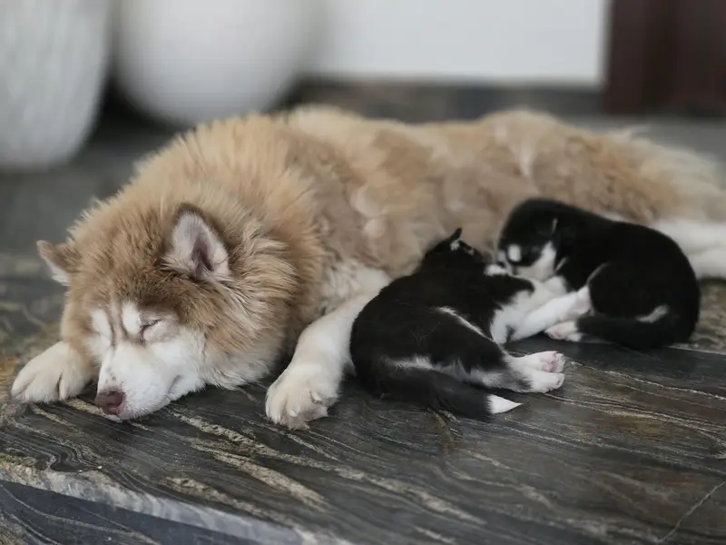 Male Pupps Husky Pure (Non Ped] — photo 3