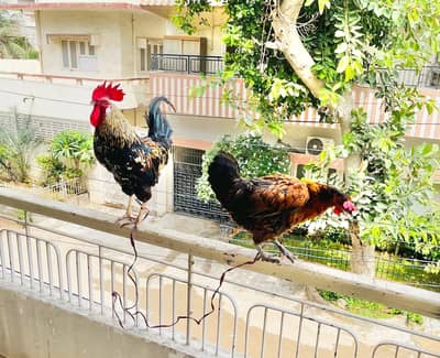 Egg laying pair of Misri Chicken