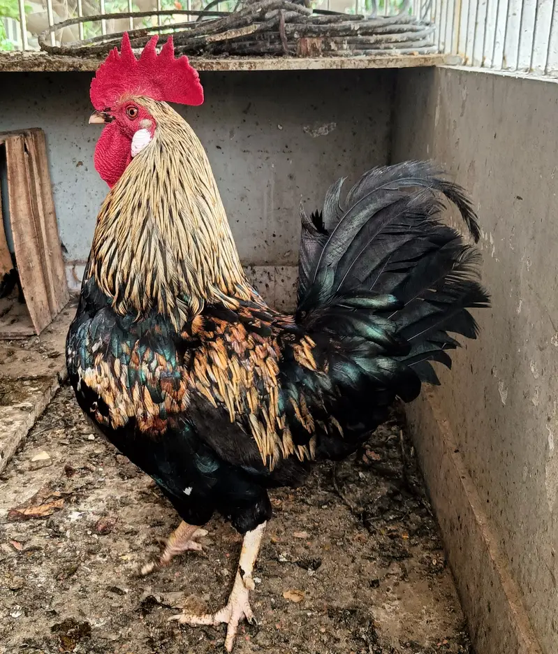 Egg laying pair of Misri Chicken — photo 2
