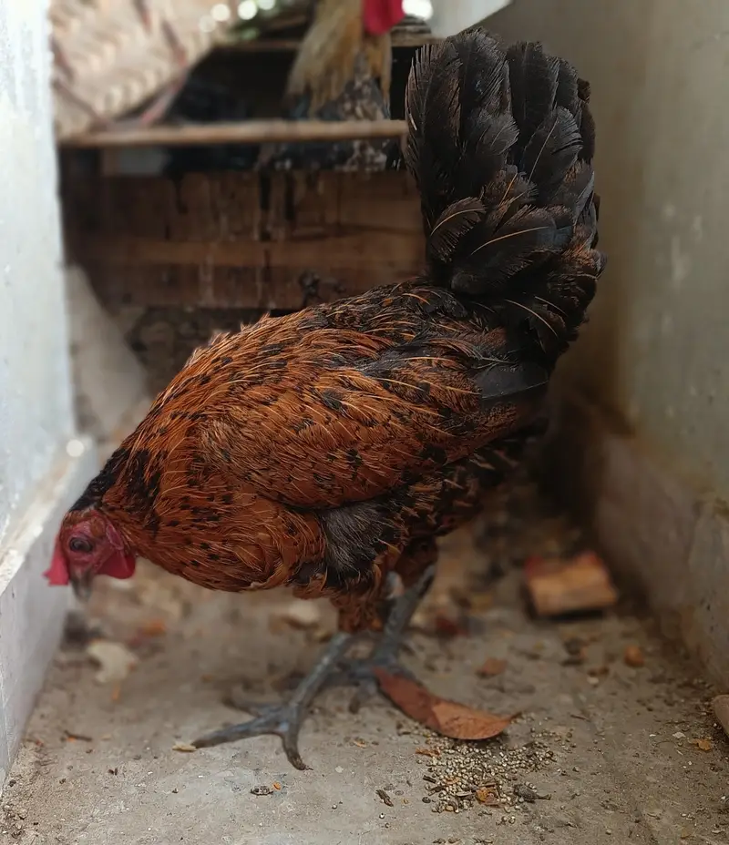 Egg laying pair of Misri Chicken — photo 3