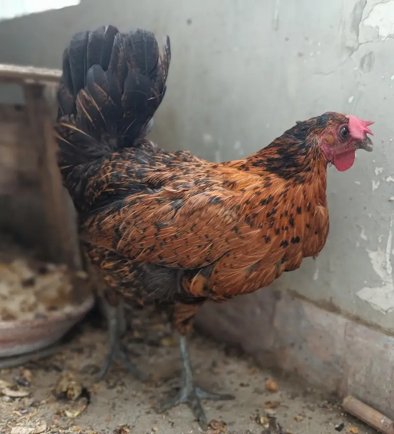Egg laying pair of Misri Chicken — photo 4