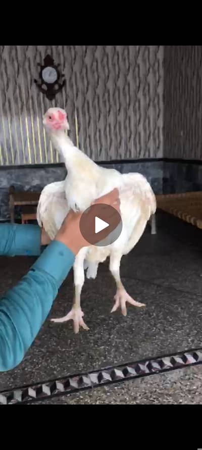 Pure white Aseel Heera pair