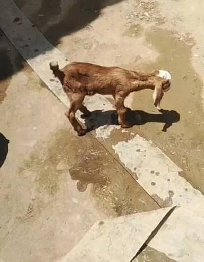 baby goat bakri ka bach