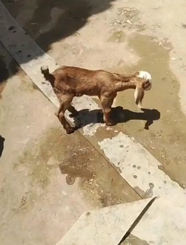 baby goat bakri ka bach — photo 2