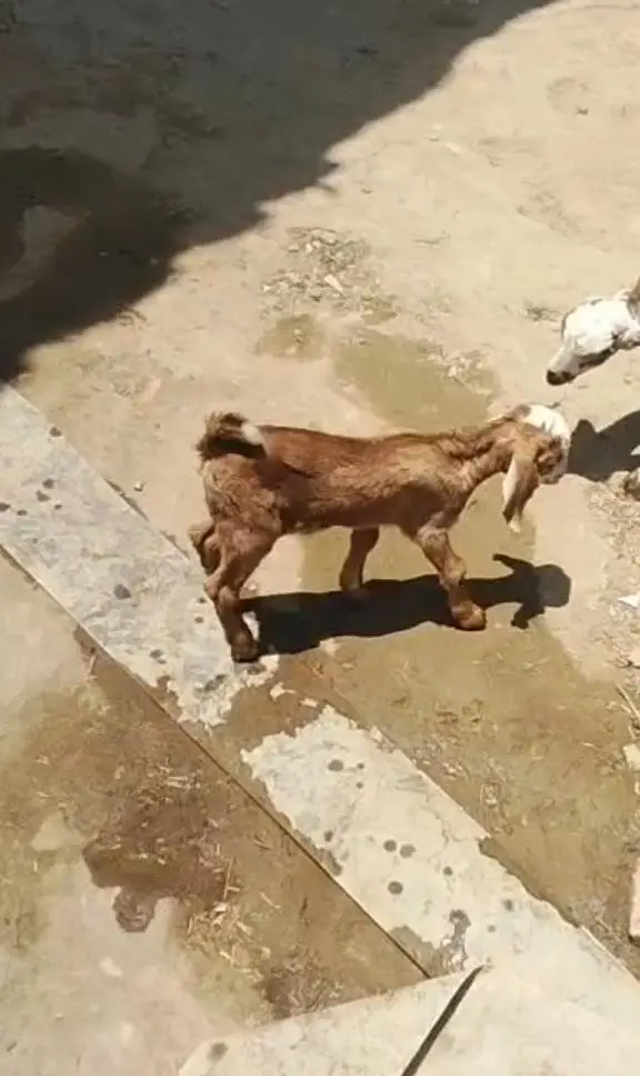 baby goat bakri ka bach — photo 3