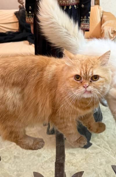 Male Persian Cat