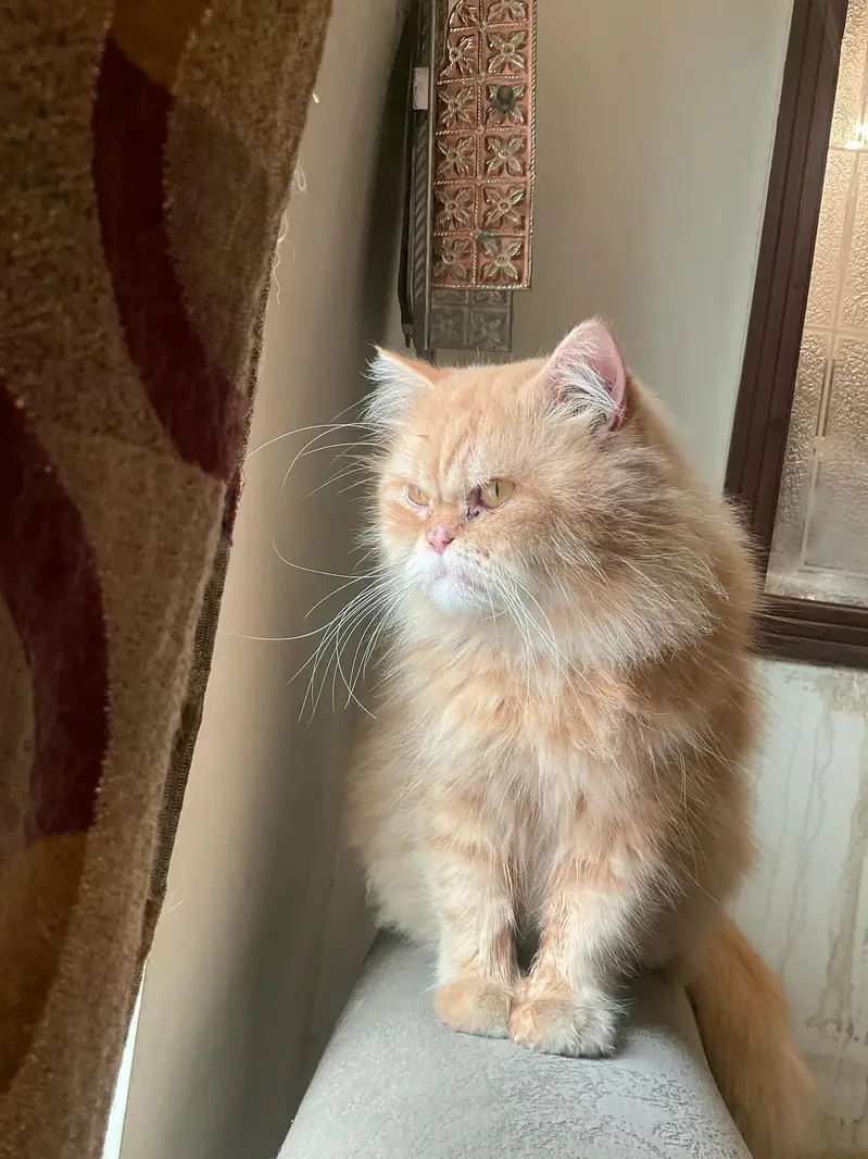 Male Persian Cat — photo 2