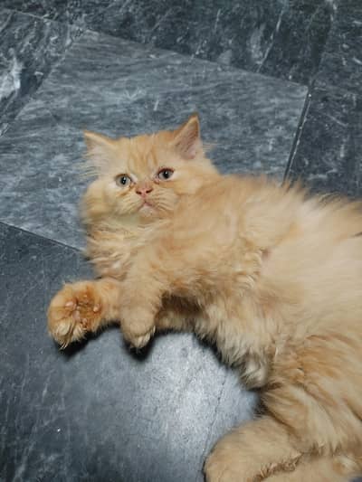 Persian female kitten