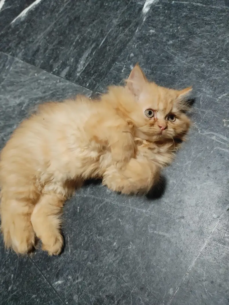 Persian female kitten — photo 2