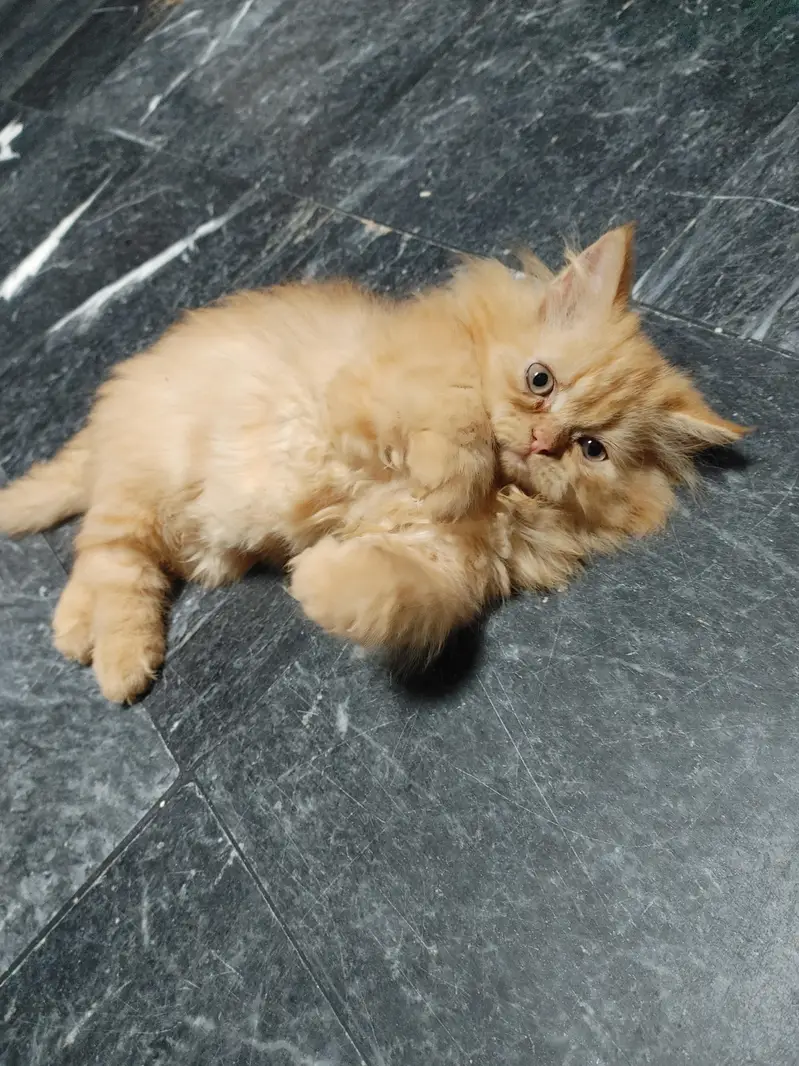 Persian female kitten — photo 3