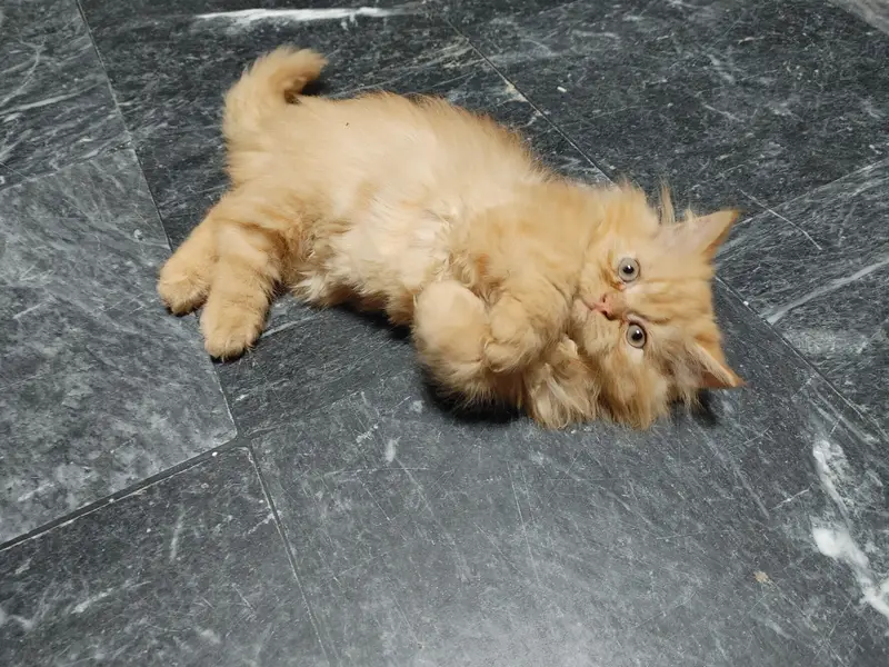 Persian female kitten — photo 4
