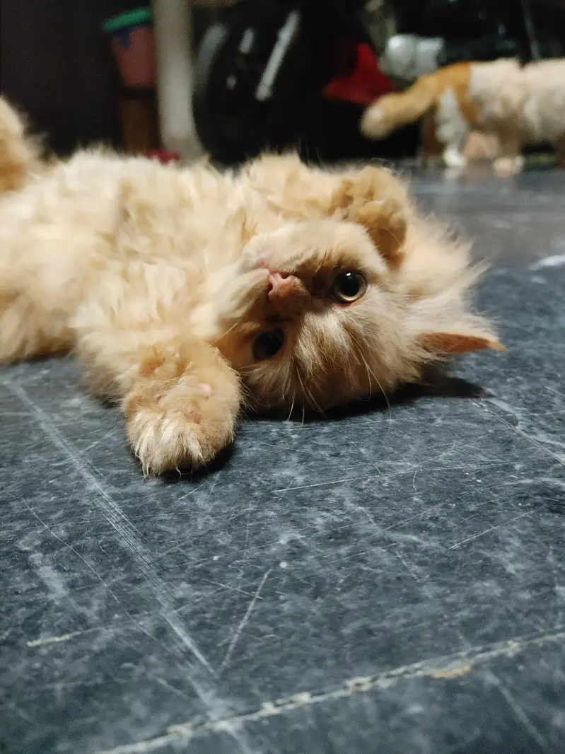 Persian female kitten — photo 5