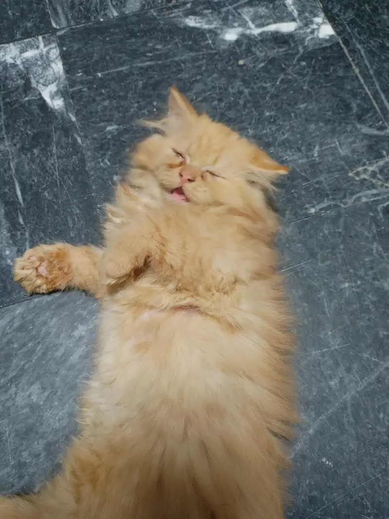 Persian female kitten — photo 6