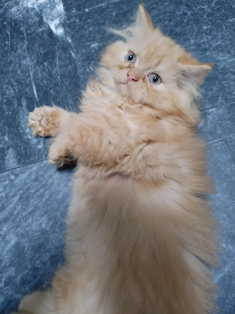 Persian female kitten — photo 7
