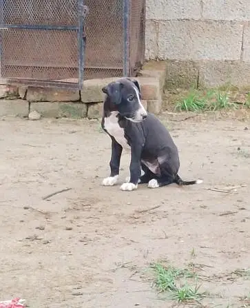 gultair female — photo 2