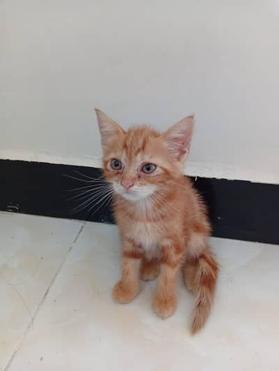 Persian cat