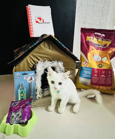 Cat for sale