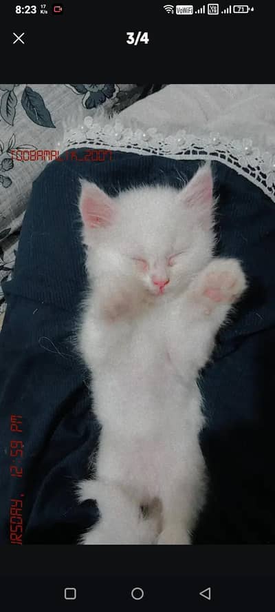 white Persian kitten for sale