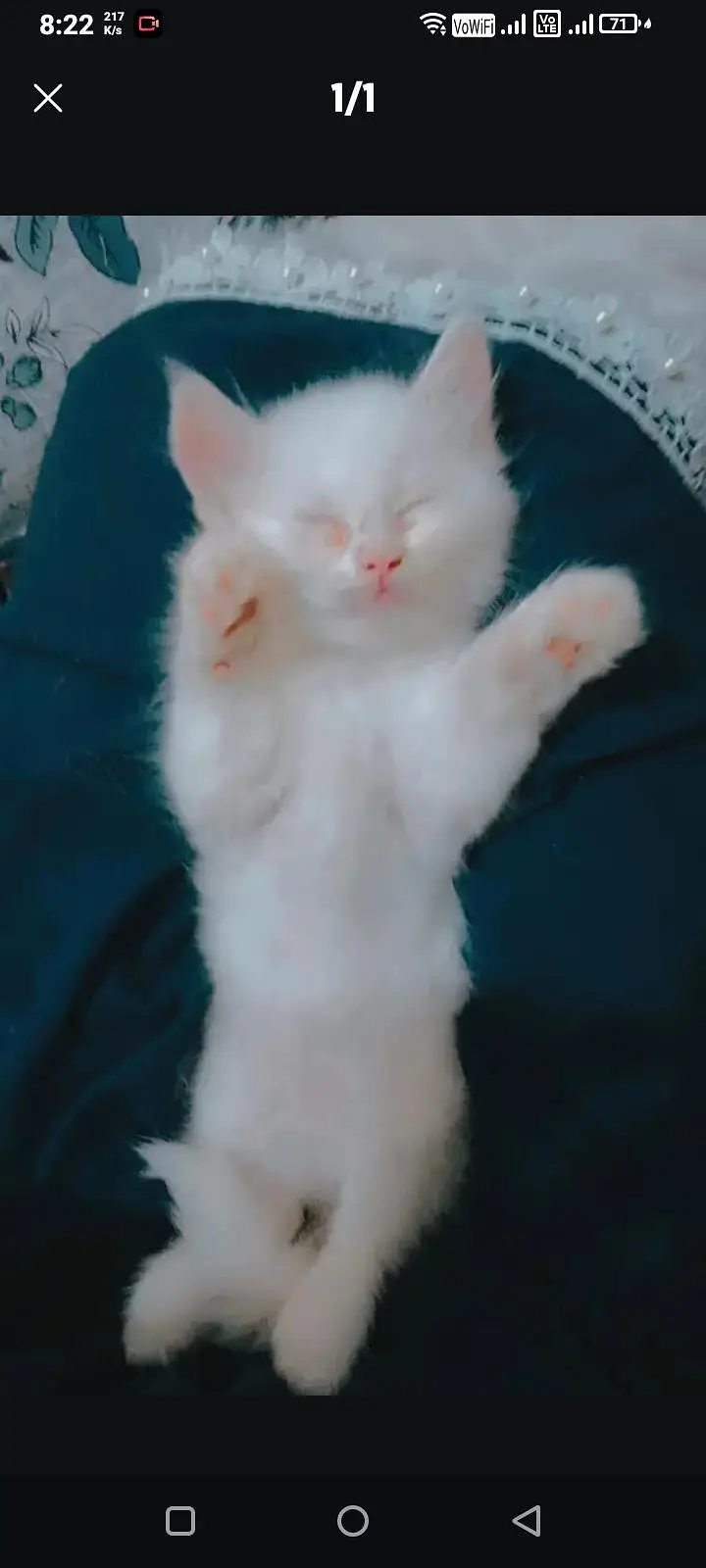 white Persian kitten for sale — photo 2