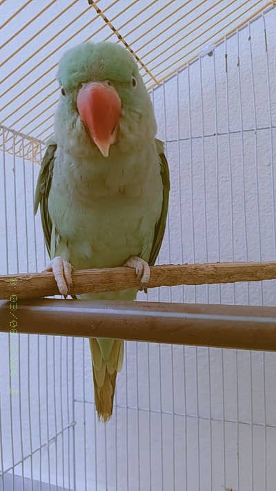 Raw parrot pair for sale