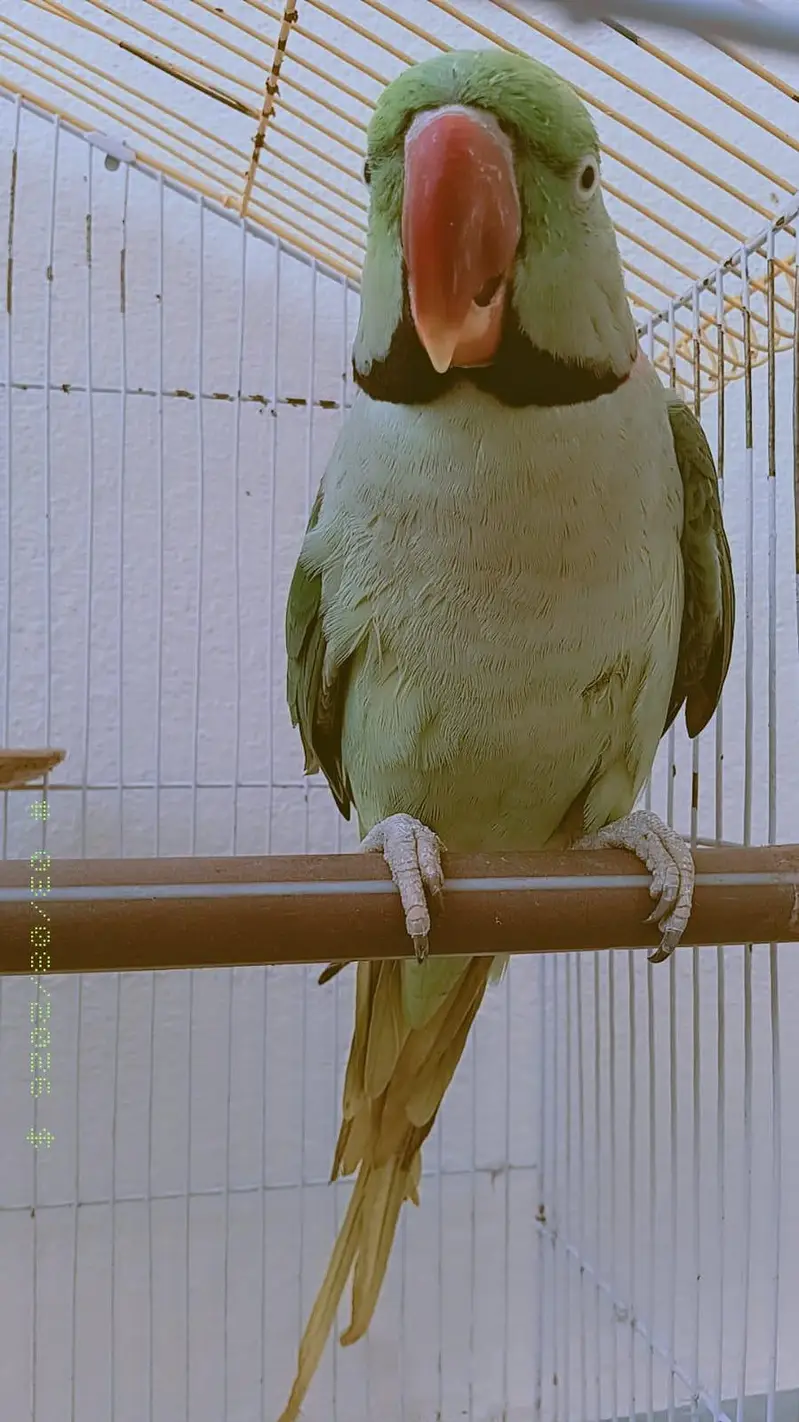 Raw parrot pair for sale — photo 2