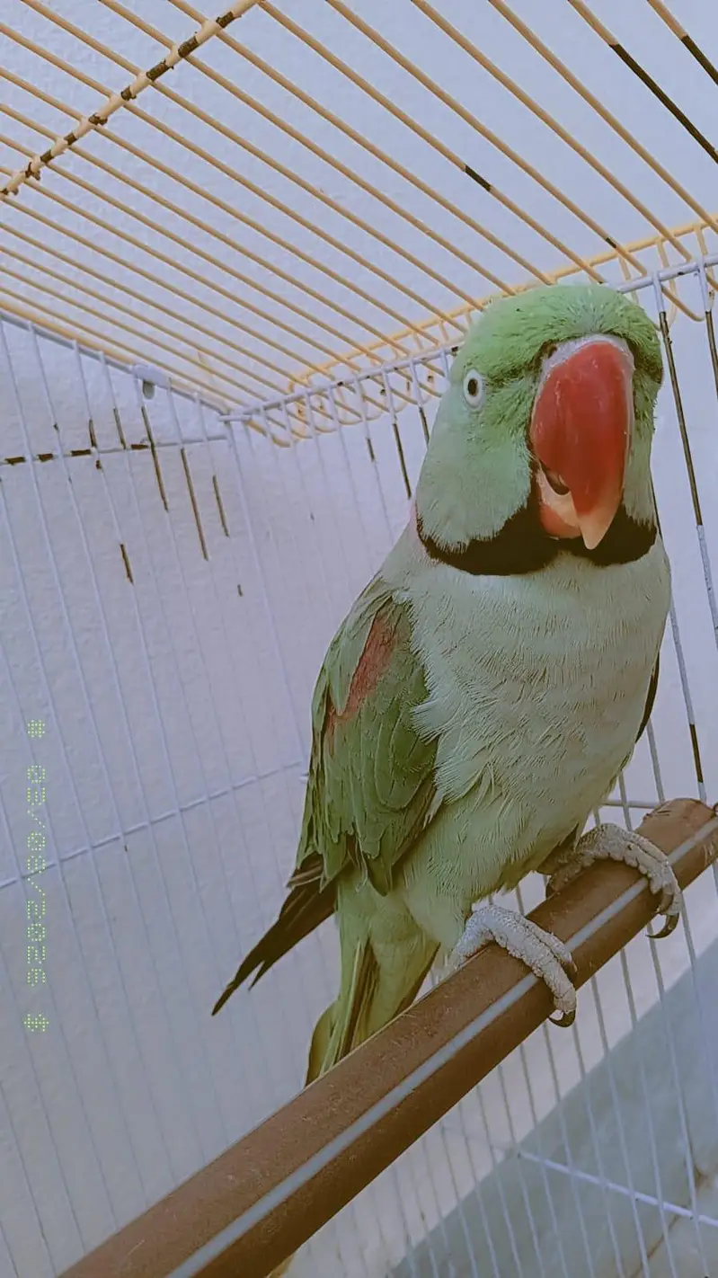Raw parrot pair for sale — photo 3