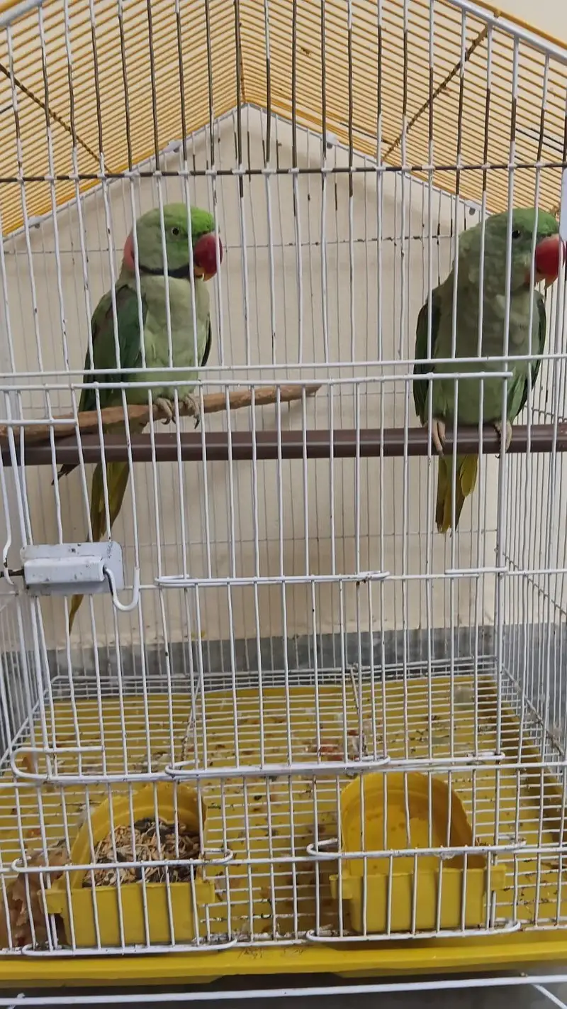 Raw parrot pair for sale — photo 4