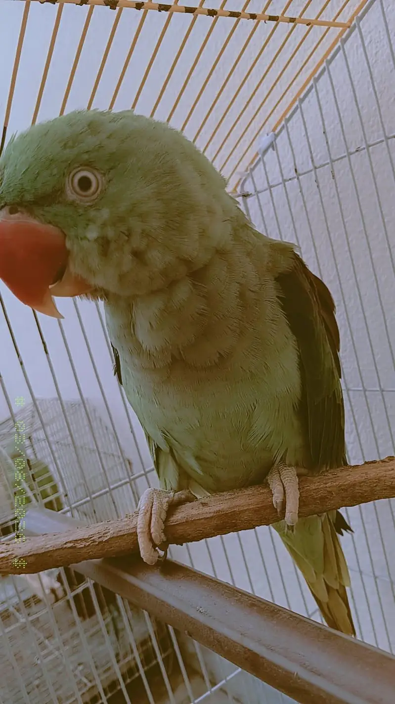 Raw parrot pair for sale — photo 5