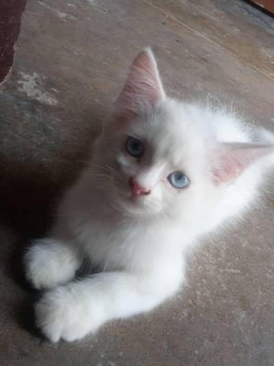 Pershian Cat