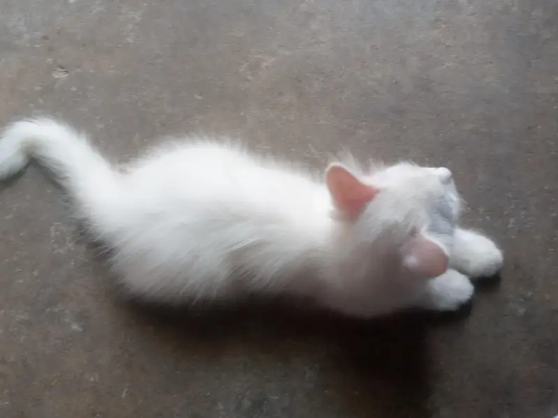 Pershian Cat — photo 2