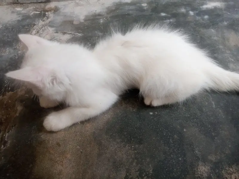 Pershian Cat — photo 4